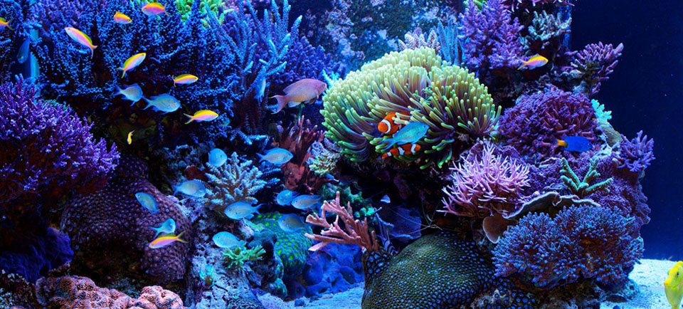 Aquariophile à Genève